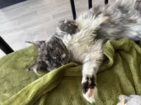 La Chatterie du Loknesse