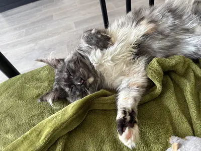 La Chatterie du Loknesse