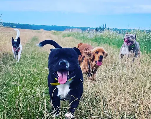Educ Eternity Dogs