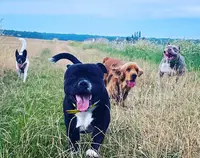Educ Eternity Dogs