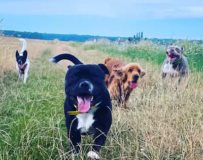Educ Eternity Dogs