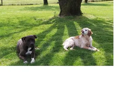 Pension Canine et Féline des Grands Lauriers