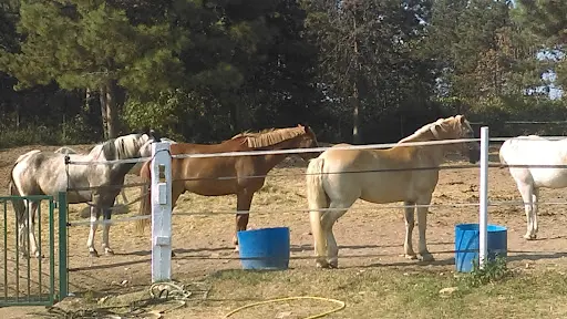Equi-sens Equi-sens Handi Cheval Bfc