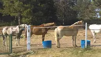 Equi-sens Equi-sens Handi Cheval Bfc