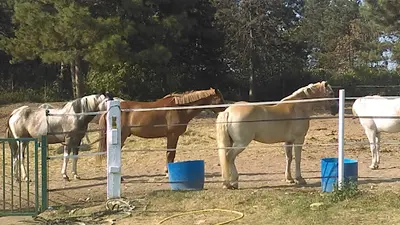 Equi-sens Equi-sens Handi Cheval Bfc