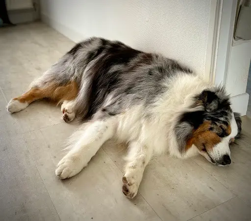Sweet Dog