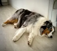Sweet Dog