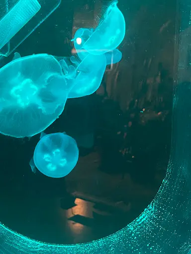 Jellyfish Concept