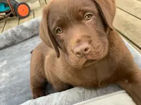 Labrador Sweet Tender Chocolate