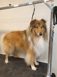 Le Chien Chic