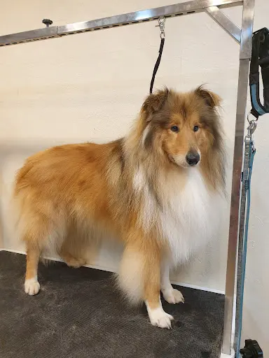 Le Chien Chic