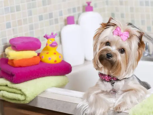Smart Puppies Institut de Toilettage, Spa Ozone Thérapie & Éducation Cherbourg