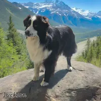 d'Amour de la Barbottiere
