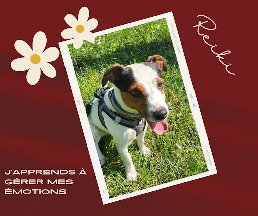 Argos Éducation Canine