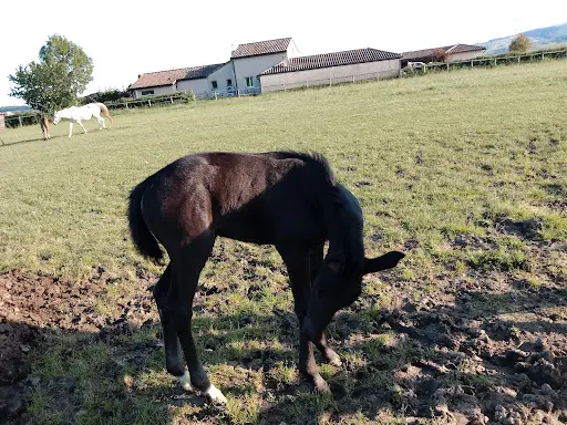 Centre Equestre Chevagny les Chevrières
