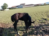 Centre Equestre Chevagny les Chevrières