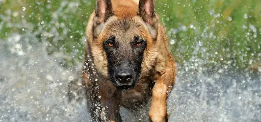 Canis Land