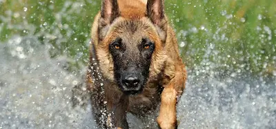 Canis Land