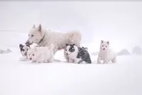 Polar Souls - Elevage de Laika de Iakoutie