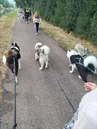 Wood Cie Ranch Canin - Kart À Chien et Cani Randonnée