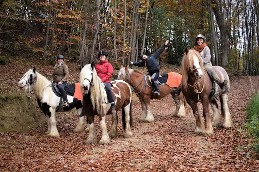Élevage des Adrets - Irish Cob