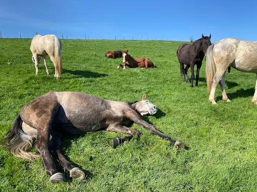 Le Haras du Tizieu