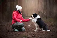 Au Fil des Chiens