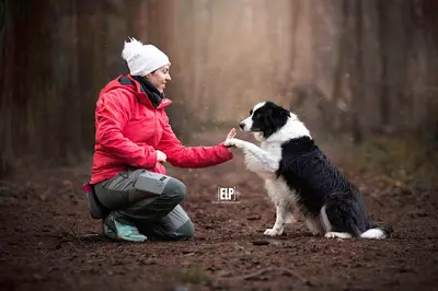 Au Fil des Chiens