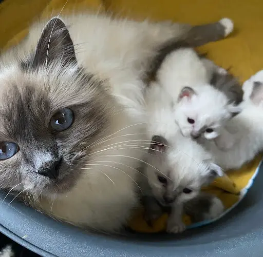 Chatterie la Vie de Chat’ô