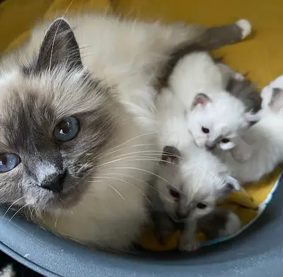 Chatterie la Vie de Chat’ô