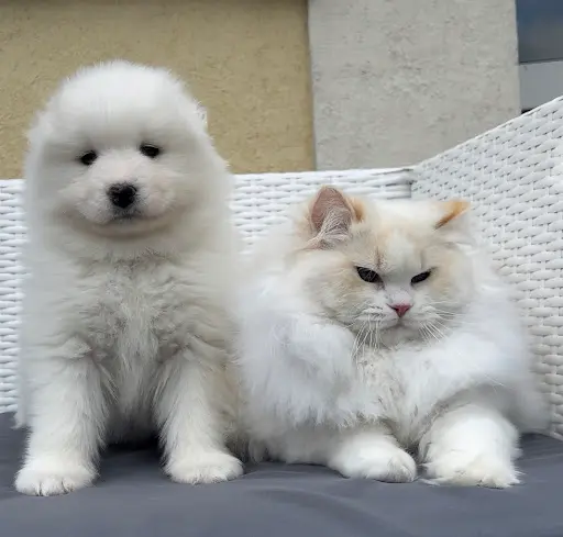 Élevage les Ragdolls du Jardin de Gaia : Éleveur de Chat Ragdoll Loof en Seine-et-marne France