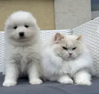 Élevage les Ragdolls du Jardin de Gaia : Éleveur de Chat Ragdoll Loof en Seine-et-marne France