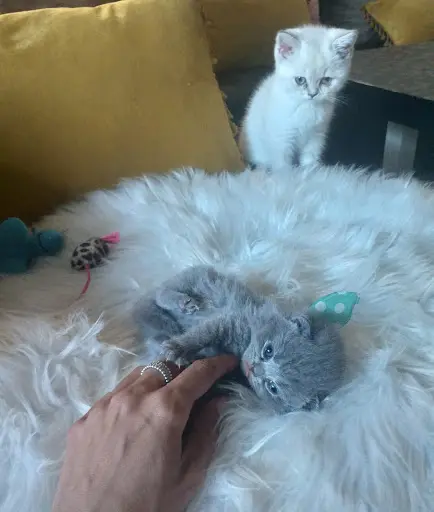 Les Chatons de Gigi