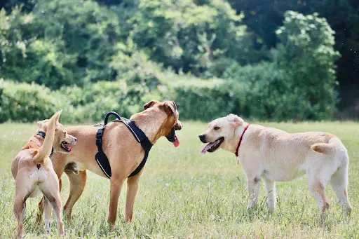 Océ-chiens