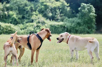 Océ-chiens
