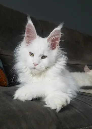 Chatterie de la Villa Verona
