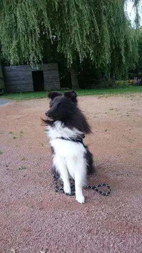 Cholet Education Canine