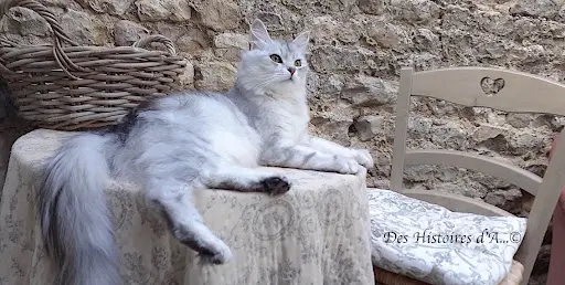 Chatterie de Sibériens des Histoires d'A...