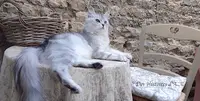 Chatterie de Sibériens des Histoires d'A...
