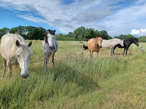 Cheval de Loire