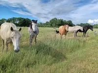 Cheval de Loire