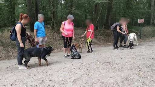 Instincanin - Éducateur Canin Comportementaliste À Domicile
