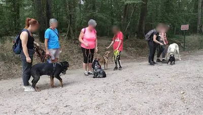 Instincanin - Éducateur Canin Comportementaliste À Domicile
