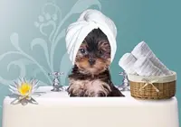 Amour de Chien