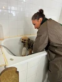 Cani Chic