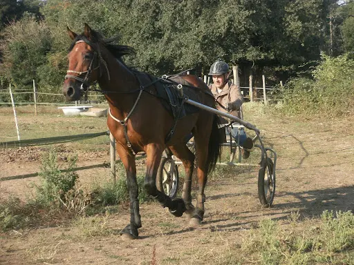 Haras du Cap Manvieux