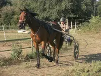 Haras du Cap Manvieux