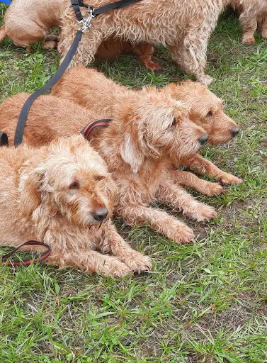 Canin Malin Aurèlie.m