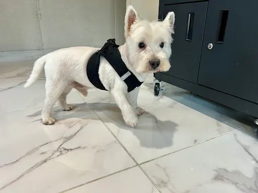 « les Pattounes de Rose » Toiletteur Comportemental en Cours de Certification Toilettage Canin/félin Uniquement sur Rdv