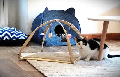 Club Ronron - Pension Pour Chat Clairvaux d'Aveyron